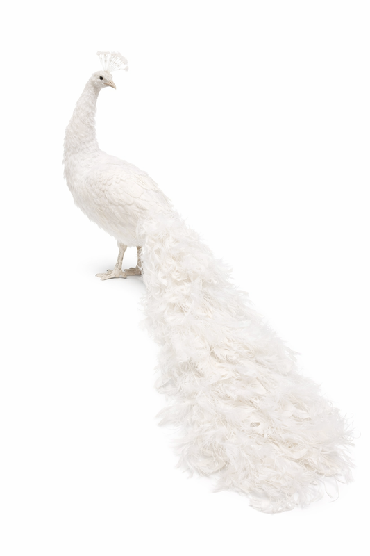 Decorative Peacock figure white big