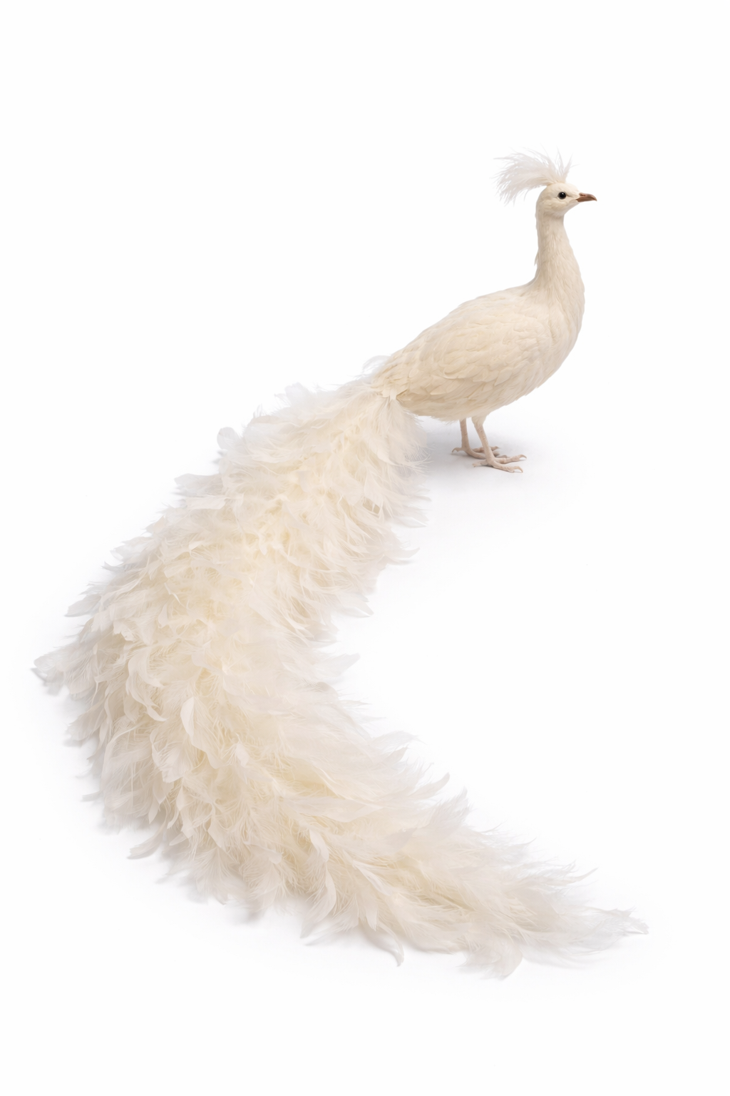 Decorative Peacock figure white big
