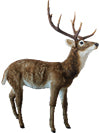 Figure Deer brown 168 cm