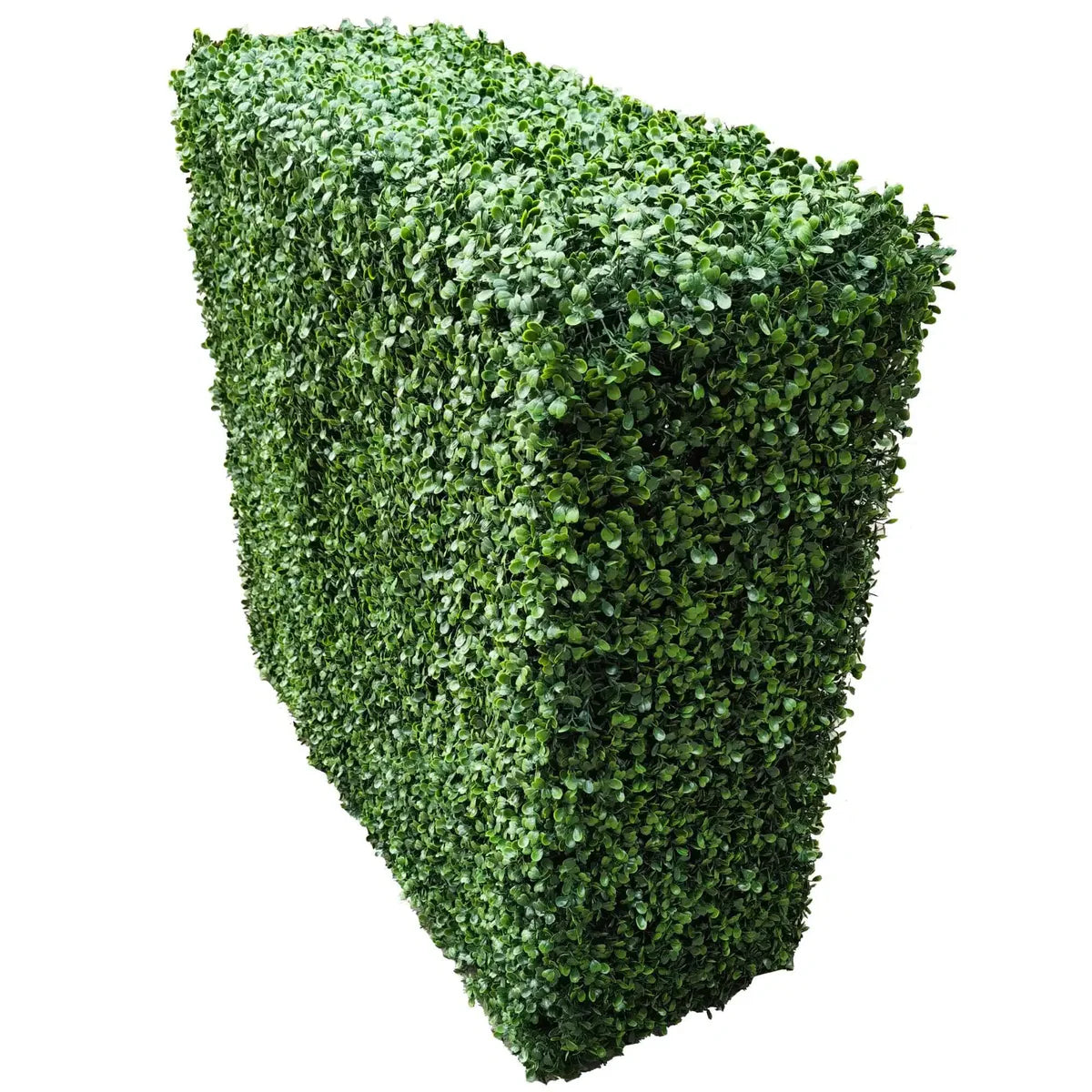Green Boxwood Hedges