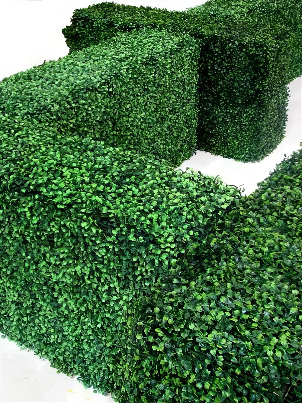 Green Boxwood Hedges